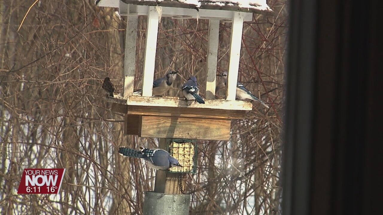 Snow covered ground limits food for birds - bird feeders give them a little help
